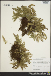 Asplenium montanum image