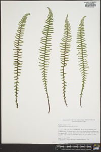 Asplenium montanum image