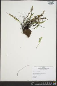 Asplenium resiliens image