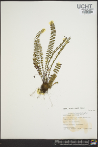 Asplenium resiliens image