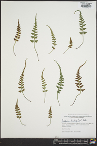 Asplenium bradleyi image