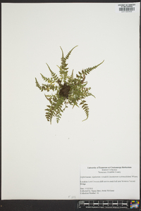 Asplenium montanum image