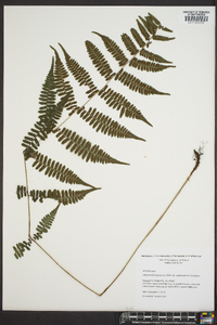 Athyrium filix-femina subsp. asplenioides image