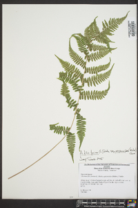 Athyrium filix-femina subsp. asplenioides image