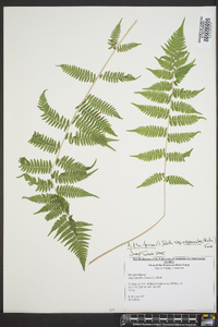 Athyrium filix-femina subsp. asplenioides image