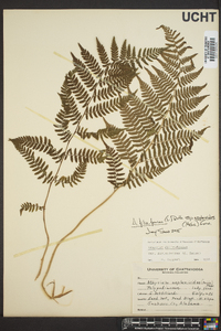 Athyrium filix-femina subsp. asplenioides image