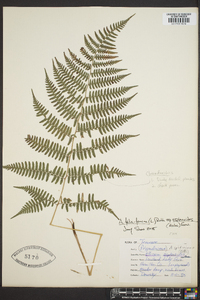 Athyrium filix-femina subsp. asplenioides image