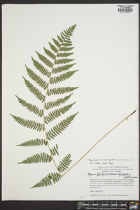 Athyrium filix-femina subsp. angustum image