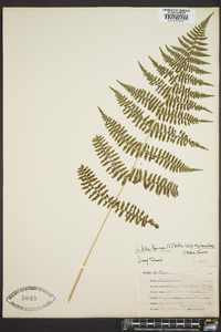 Athyrium filix-femina subsp. asplenioides image