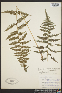 Athyrium filix-femina subsp. asplenioides image