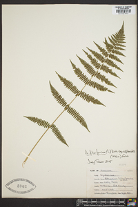 Athyrium filix-femina subsp. asplenioides image