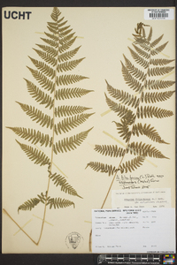 Athyrium filix-femina subsp. asplenioides image