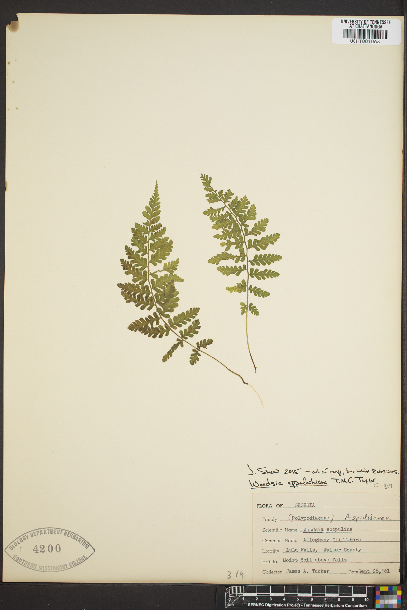 Woodsia appalachiana image
