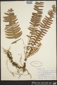 Nephrolepis exaltata image