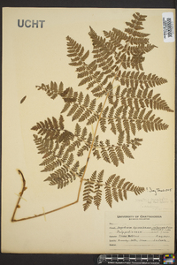 Dryopteris campyloptera image