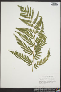 Dryopteris celsa image