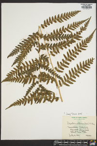 Dryopteris goldieana image