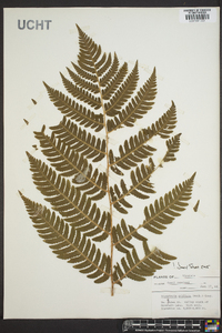 Dryopteris goldieana image