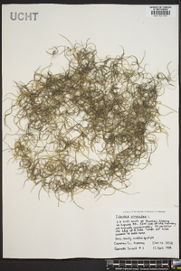 Tillandsia usneoides image