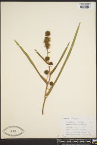 Sparganium angustifolium image