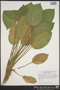 Alisma subcordatum image