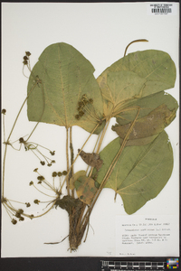 Echinodorus cordifolius image