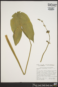 Sagittaria australis image