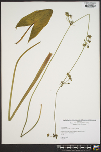 Sagittaria australis image