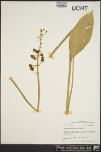 Sagittaria platyphylla image