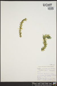 Elodea canadensis image