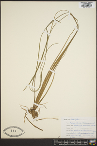 Vallisneria americana image