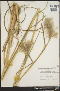 Andropogon glomeratus image