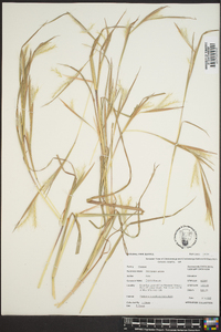 Andropogon gyrans image