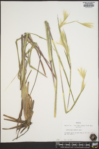 Andropogon mohrii image