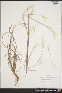 Andropogon ternarius image