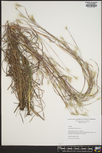 Andropogon ternarius image