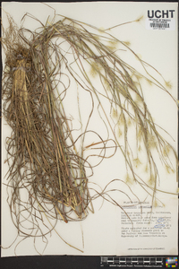 Andropogon ternarius image