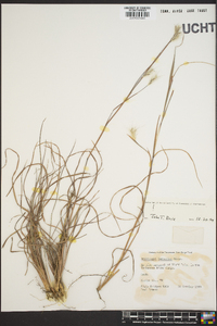 Andropogon ternarius image