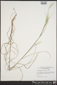 Andropogon ternarius image