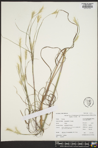 Andropogon ternarius image