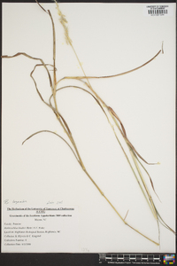 Bothriochloa bladhii image