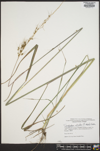 Sorghastrum elliottii image