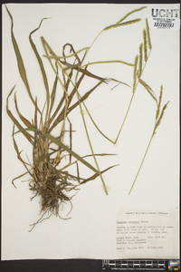 Paspalum dilatatum image