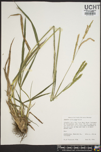 Paspalum dilatatum image