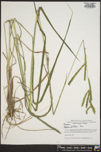 Paspalum dilatatum image