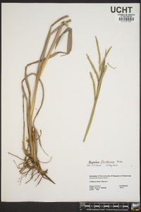 Paspalum floridanum image