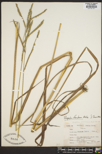 Paspalum floridanum image