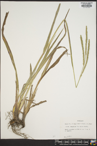 Paspalum floridanum image