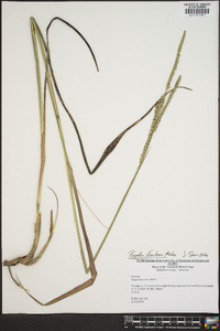 Paspalum floridanum image