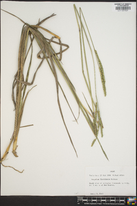 Paspalum floridanum image